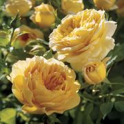 Golden Zest Shrub Rose Alternate Image 2