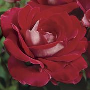 Ronald Reagan Hybrid Tea Rose Thumb