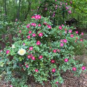 Flash Gordon Floribunda Rose Alternate Image 2