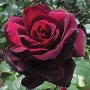 Sealed With a Kiss Hybrid Tea Rose Thumb