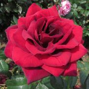 Sealed With a Kiss Hybrid Tea Rose Alternate Image 2
