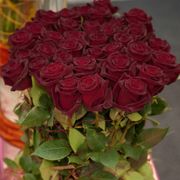 Black Baccara&reg; Hybrid Tea Rose Alternate Image 1