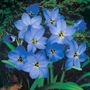 Starflower Jessie Bulbs