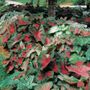 Caladium Mixed Fancy Leaf Bulbs