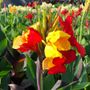 Canna Cleopatra Bulbs