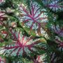Caladium Tapestry Bulbs