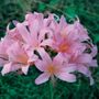 Lycoris Magic Lily Bulb