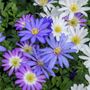 Anemone Blanda Mix Bulbs