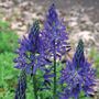 Camassia quamash Bulbs
