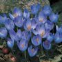 Crocus sativus Bulbs