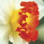 Narcissus Ring of Fire Bulbs