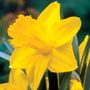 Narcissus King Alfred Improved Bulbs