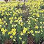 Narcissus Naturalizing Mix Bulbs