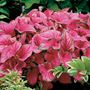 Caladium Sweetheart Bulbs