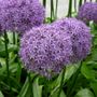Allium Globemaster Bulb