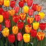 Tulipa Darwin Hybrid Mix Bulbs