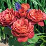 Hot Cocoa&trade; Floribunda Rose
