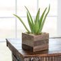 Aloe Vera Plant in Reclaimed Wood