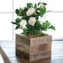 Gardenia in Reclaimed Wood
