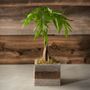 Money Tree in Reclaimed Wood Planter