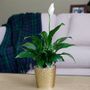 Peace Lily