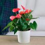 Red Anthurium