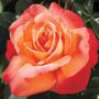 Voodoo Hybrid Tea Rose