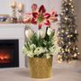 Holiday Splendor Bulb Garden