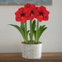Star Bright Triple Red Lion Potted Amaryllis Bulb Gift