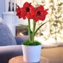 Snow Drift Single Miracle Potted Amaryllis Bulb Gift