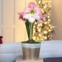 Winter Frost Apple Blossom Amaryllis Gift