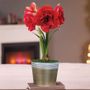 Winter Frost Single Cherry Nymph Potted Amaryllis Bulb Gift
