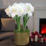 Holiday Glow Double Alfresco Potted Amaryllis Bulb Gift