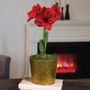 Holiday Glow Single Ragtime Potted Amaryllis Bulb Gift