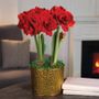 Holiday Glow Ragtime Amaryllis Duo Gift