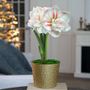 Holiday Glow Single Double Nymph Potted Amaryllis Bulb Gift