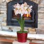 Joyous Season Single Harlequin Potted Amaryllis Bulb Gift