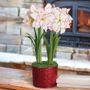 Joyous Season Harlequin Amaryllis Duo Gift