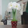 Let It Snow Single Alfresco Potted Amaryllis Bulb Gift