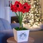 Plaid Tidings Single Miracle Potted Amaryllis Bulb Gift