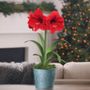 Holiday Sparkle Single Red Lion Potted Amaryllis Bulb Gift