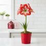 Classic Christmas Single Minerva Potted Amaryllis Bulb Gift