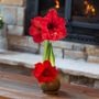 Merry Magnolia Red Lion Waxed Amaryllis Bulb