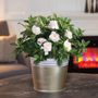 Glamorous Gardenia Gift Plant