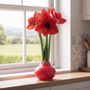 Red Waxed Amaryllis Bulb Red Lion Flower