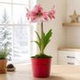 Pretty Bow Glee Amaryllis Gift