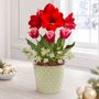 Winter Delight Bulb Garden Gift