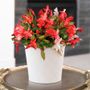 Joyful Christmas Cactus Gift Plant