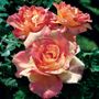 Cabana Hybrid Tea Rose