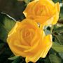 Radiant Perfume Grandiflora Rose